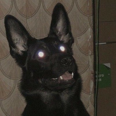 CarnivoreCarl0s's profile picture. 🇧🇷🦀•17y•♂️

Socially awkward nature lover who also like monsters and creatures.

Sometimes on VPN.