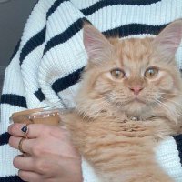 ورد عبدالعزيز (@wrdzyz43) Twitter profile photo