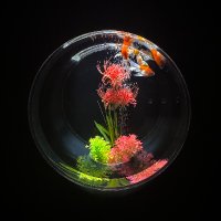 のん (@a245m) 's Twitter Profile