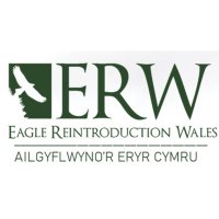 EagleReintroductionWales(@ERWproject) 's Twitter Profile Photo