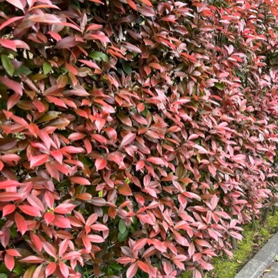 yoshitaro_kin's profile picture. SGC7期 じたろう/ポルポノ/メテオリウム/ハンバーグ免許証