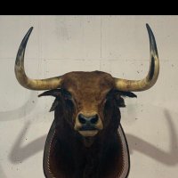 E Zamorano de plata♉🇪🇸🐂(@Edybm99) 's Twitter Profile Photo