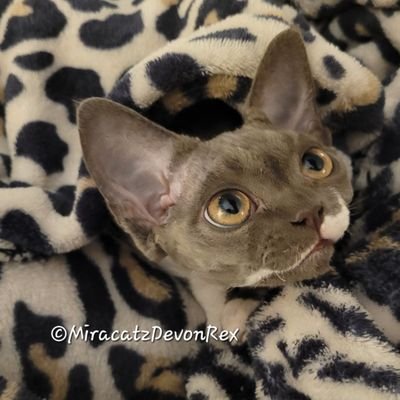 Miracatz is a small preservation Devon Rex Cattery located in southeast Texas.  We are registered with and compete in shows held by both TICA & CFA.