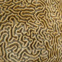 Haistapaksa's profile picture. 27 
I like sjof
he/hem
drawings every tuesday!!!!!!!!!!