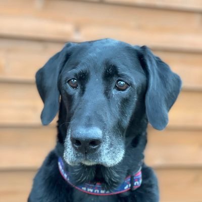 chadd_blanchard's profile picture. 🇺🇸 “The only way to do great work is to love what you do.” - Steve Jobs