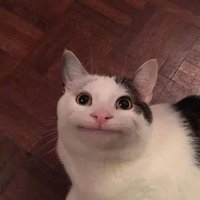 keidayo (@keidayo_nao) 's Twitter Profile