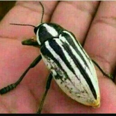 AmryMrwsh24120's profile picture. 