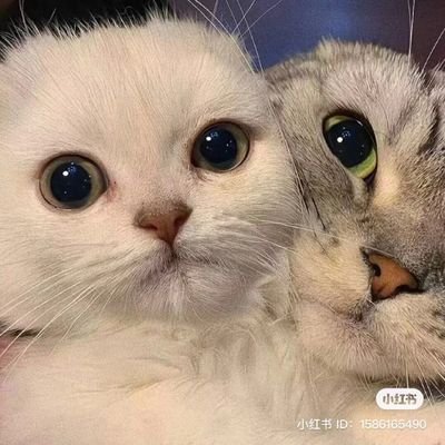 jiacongwu6's profile picture. 茗花有主 已有老公@xiaoyan_tkq0907💓💗
