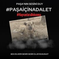 PAŞA KÖPEK İÇİN ADALET(@pasaicinadalet) 's Twitter Profile Photo