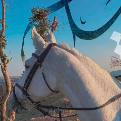 M7md_shehada's profile picture. 