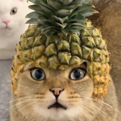 Pineapple Cat $PICA