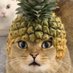 Pineapple Cat $PICA (@picaonbase) Twitter profile photo