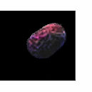 shrinklebean's profile picture. 