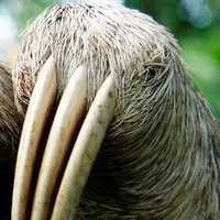 Sloths(@TheGodOfSl0ths) 's Twitter Profile Photo