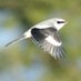 David M Hutchinson (@hertsbirder) Twitter profile photo David M Hutchinson (@hertsbirder) Twitter profile photo