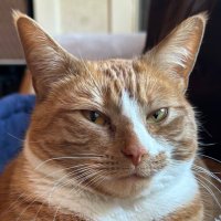 Cryptocat 🧩 🤫 🦞🐂 (@catwifcrypto) Twitter profile photo