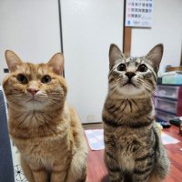 YU(waiyu )🐱🥦🍺🍷🍶 (@ramifutepo) 's Twitter Profile Photo YU(waiyu )🐱🥦🍺🍷🍶 (@ramifutepo) 's Twitter Profile Photo