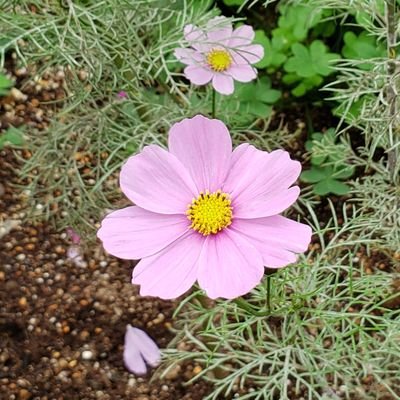 sunanek49185686's profile picture. Kis-My-Ft2  藤ヶ谷太輔くん　キスマイメンバー大好き🩵💜🧡🩷💛💚
2023年12月FC入会/スクマ/キスぬい/舞祭組