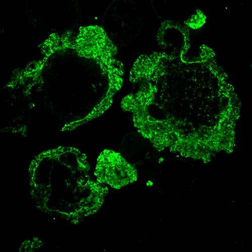 Stemcell_clinic's profile picture. Институт клеточной терапии