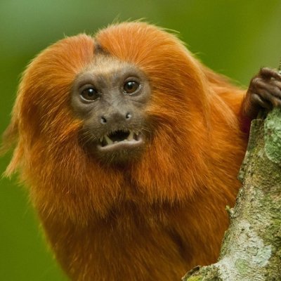 VMico131379670's profile picture. 