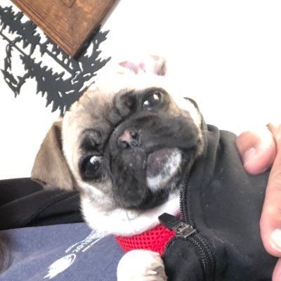 Phys. Ed. Coord. for FSD in Manitoba! Indigenous Representative PHE Canada! New Pug dad to Max D. Proud Pug Dad of Joey Pooperton! 03-09-2009 to 11-19-2021 ❤️