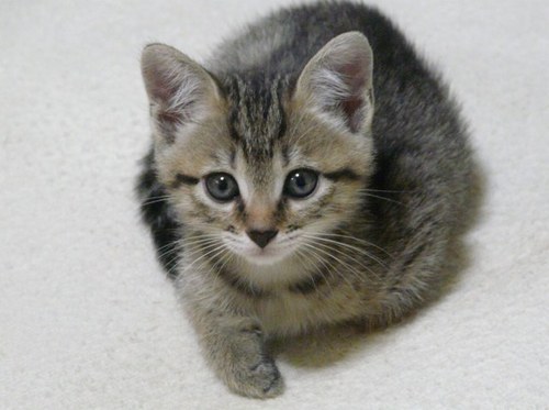 MorioMura's profile picture. 