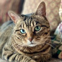 Missy the Bobtail (@missybbbobtail) 's Twitter Profile Photo Missy the Bobtail (@missybbbobtail) 's Twitter Profile Photo