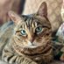 Missy the Bobtail (@missybbbobtail) Twitter profile photo Missy the Bobtail (@missybbbobtail) Twitter profile photo