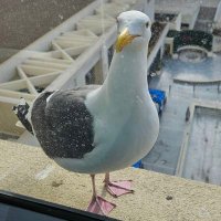 Joe Fantone (@joe_fantone) 's Twitter Profile