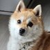 ํธ๋ (@notfoxhodu) Twitter profile photo ํธ๋ (@notfoxhodu) Twitter profile photo