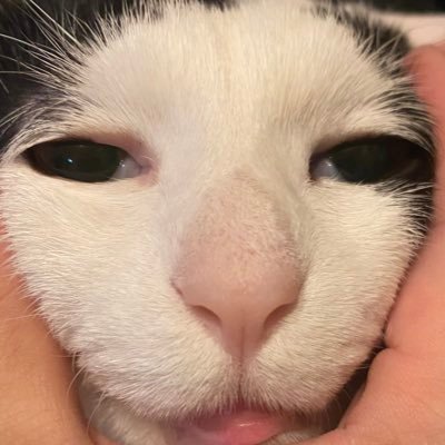 趣味アカウント 多趣味 浅く広く 中と外を行ったり来たり 発信は個人的見解が多 言いたい事言ってるだけです フォバはフィーリング ('ω')ノ