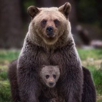 I Support the PYL Bears(@LiberatedLibraM) 's Twitter Profile Photo