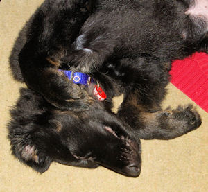 PoppyWolfDog's profile picture. Black German Shepherd Dog (x). Born November 2011 and recently re-homed after being cared for by @Foal_Farm. You can follow my new life here.