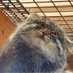 Jhsu (@pokeapallascat) Twitter profile photo Jhsu (@pokeapallascat) Twitter profile photo
