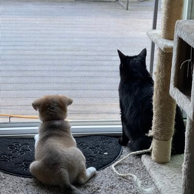 Brinks707Cat's profile picture. Here for the inside info from great people. I love our freedoms and the people who fight for them. Preserve this country and the 1A and 2A