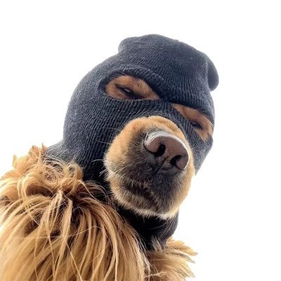 Ski Mask Dog Profile