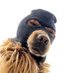 Ski Mask Dog (@Ski_CTO) Twitter profile photo