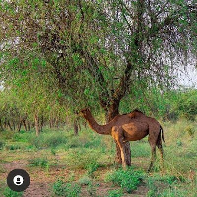 tharkiaavaj's profile picture. थार की अपनायत ❤️