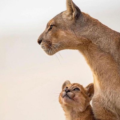 abdulqadir_mj's profile picture. 