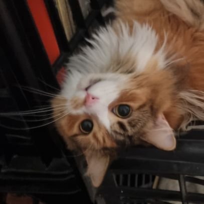 miiyamuras's profile picture. He/They-
/ rt heavy, currently only rarely tweeting/23