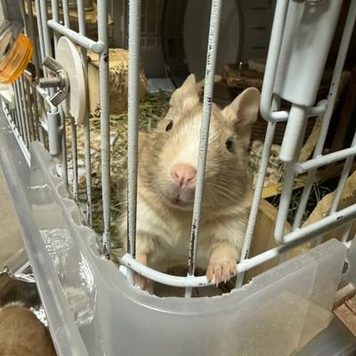 kaka25_you14's profile picture. 馬と小動物が大好きです😊
デグー、チンチラ、ウサギ、ハムスターと一緒に暮らしています🏡いつか馬主になりたい🐴✨