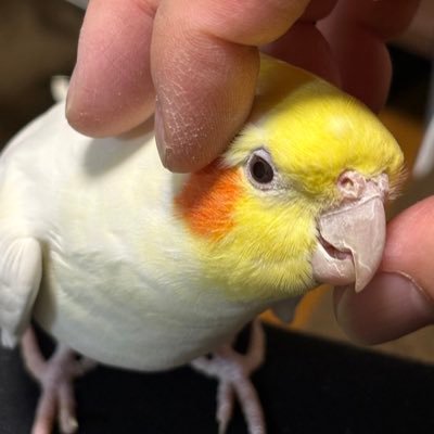 けん™️🦜鳥飼い模型鉄🛤️さんのプロフィール画像