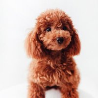 Africapoodletoy & IA (@africapoodletoy) 's Twitter Profile