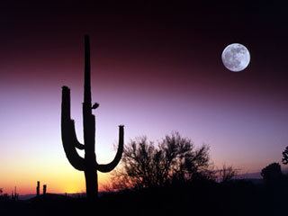 AlbertoBerumen's profile picture. 