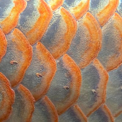 たちわなさんのプロフィール画像
