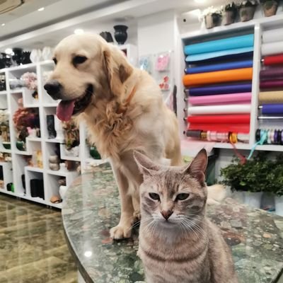 mesuturagat's profile picture. 🐾💛Antalya💙🐾