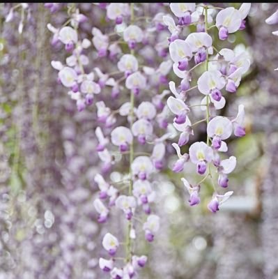 mama257831060's profile picture. 若かりし頃から どうも周りと考えが違うと思う事 度々。
天の邪鬼な人間と思って生きてきて、最近それも良いかも🎵と思えるように🤭
自分で調べずに勝手に思い込んでいた色んな事&世間が良いと言って進めていく事ををまずは疑い調べる事にしています☺️