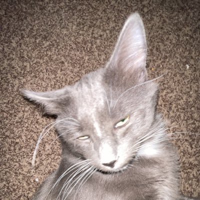 KernalsKrispy's profile picture. 19