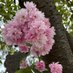 Blossom Fountain (@AbloomNovelist) Twitter profile photo