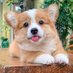 안🐶 항상 백현의 편 (@baekhyun_eggso) Twitter profile photo 안🐶 항상 백현의 편 (@baekhyun_eggso) Twitter profile photo